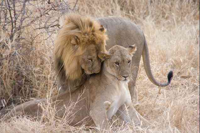 Tarangire safari lions in Tanzania