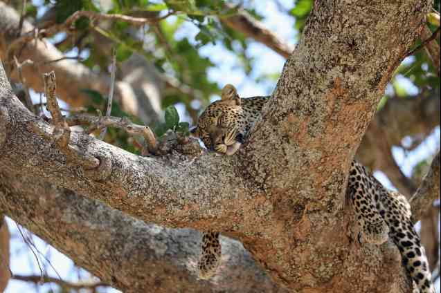 Tarangire leopard, Tanzania safari