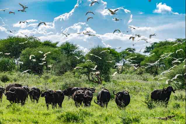 Tarangire buffalo herd, Tanzania