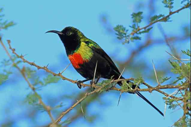 Sunbird in Tarangire Park, Tanzania