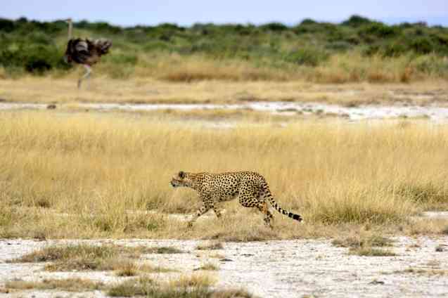 Tarangire cheetah, Tanzania safari