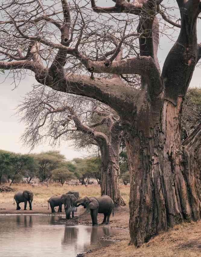 Elephants in Tarangire National Park Tanzania
