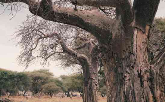 Why Tarangire National Park in Tanzania is Worth Visiting