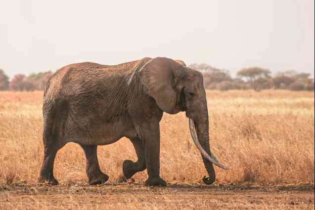 Tarangire elephant Tanzania
