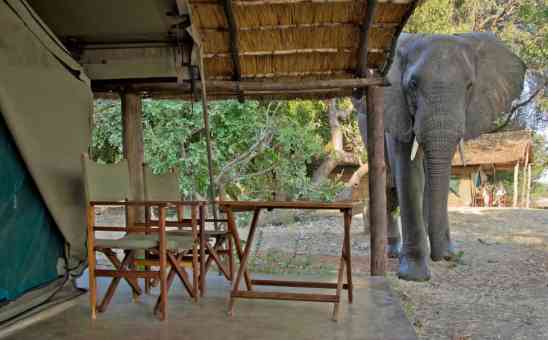 The best elephant safari in Africa? 9 African safaris with elephants galore