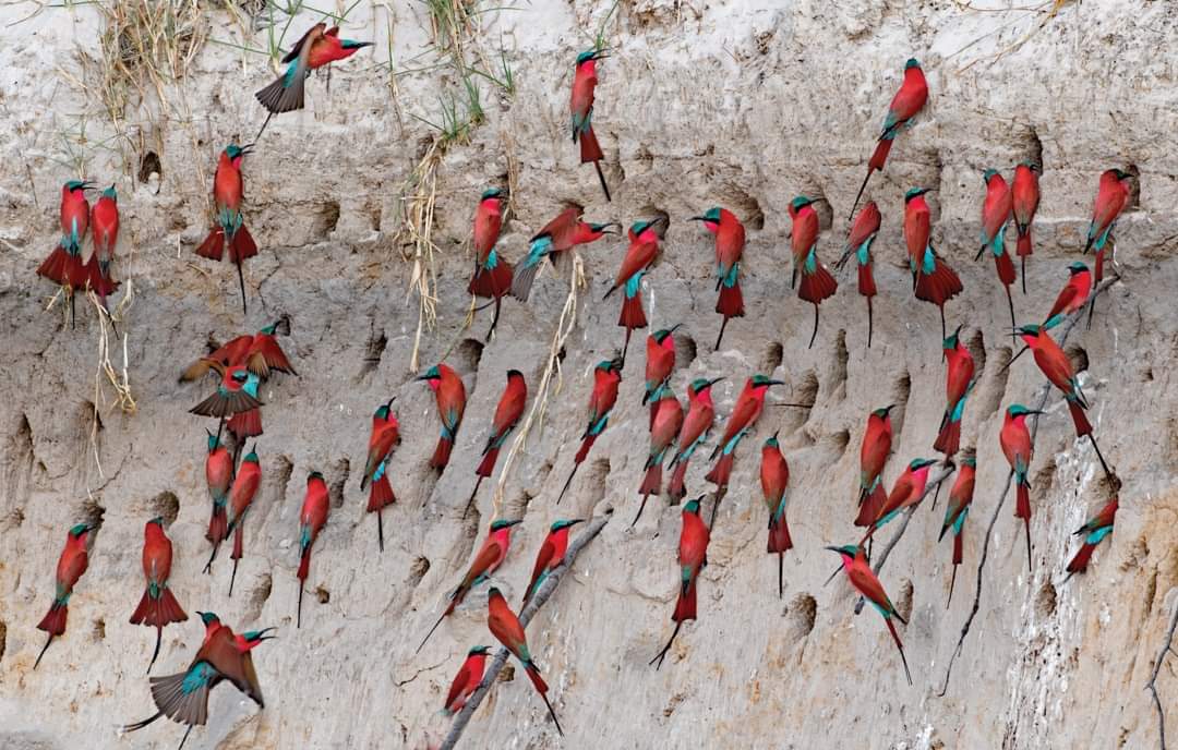 Biggest Animal Migrations Africa Great Migrations When Where Biggest Animal Migrations Africa Great Migrations When Where