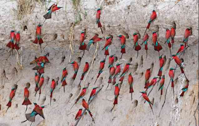 Carmine bee-eater migration, Namibia