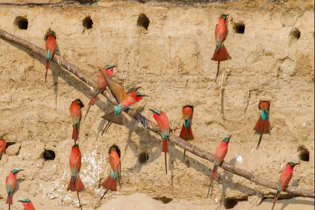 Carmine bee-eaters, bird migration in Africa