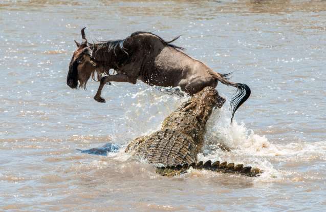 Great Migration Africa - wildebeest