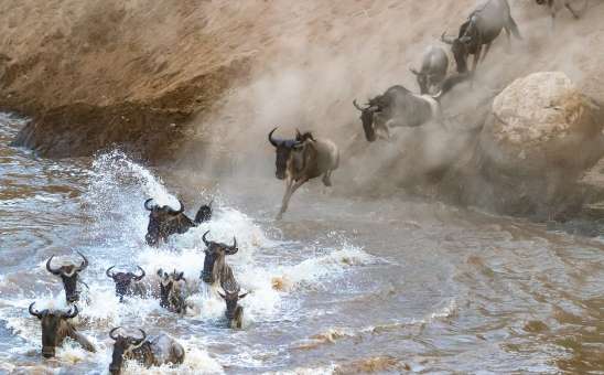 Discover The Great Migration in Africa & Other Epic Animal Migrations