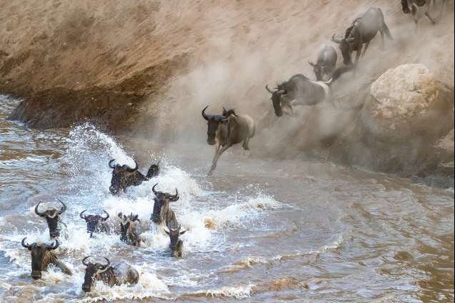 The Great Migration river crossing