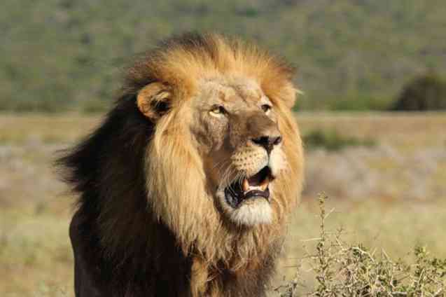 Addo - South Africa safari costs