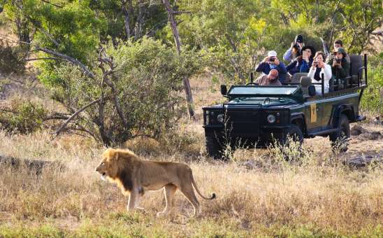 How Much Does a South African Safari Cost? Your Budget Safari Guide