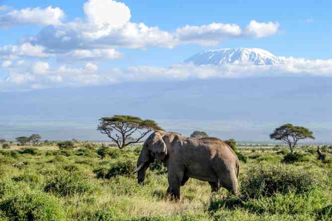 Elephant at Amboseli, Kenya 