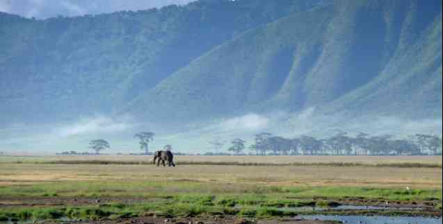 Elephant in the Great Rift Valley