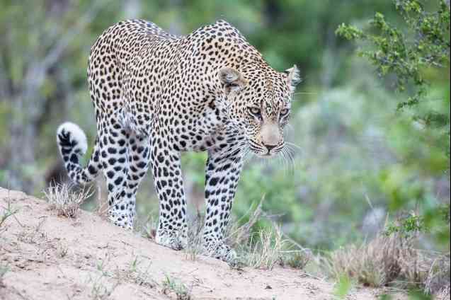Shy animals, leopard in South Africa