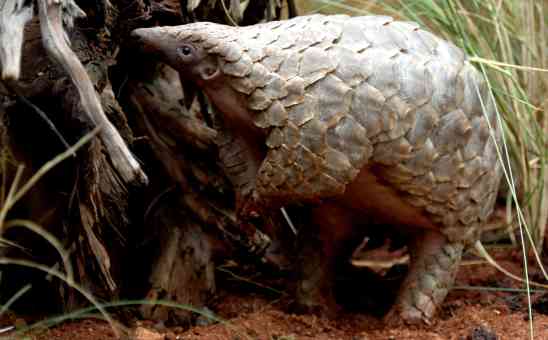 Shy Animals in Africa & Where to See These Elusive Safari Animals
