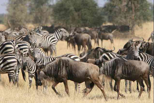 Great Migration in Tanzania