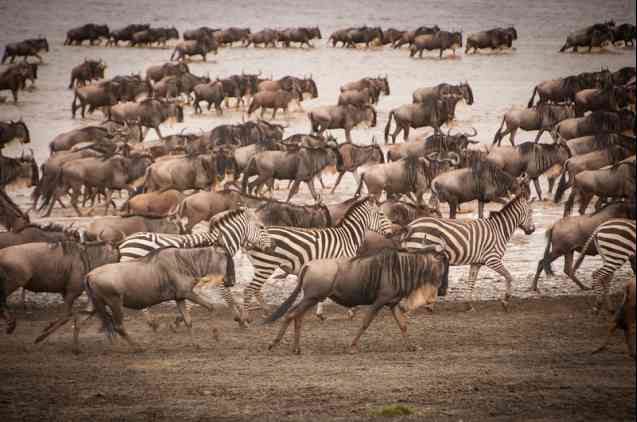 Great Migration in Serengeti, Tanzania