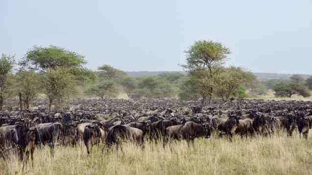 Serengeti Wildebeest Migration in June