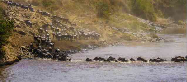 Masai Mara River crossing, migration safari