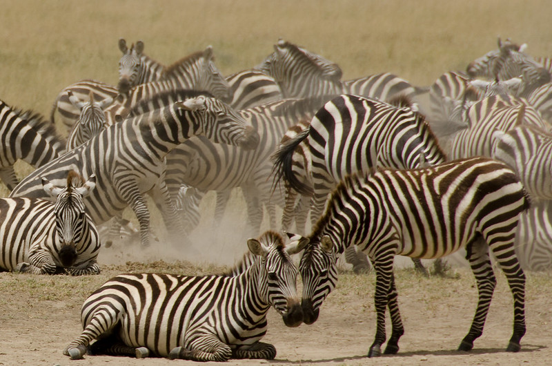The Great Migration Africa Need to Know for Best African Safari
