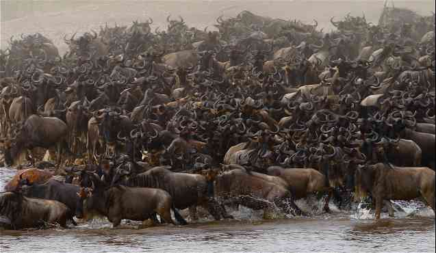 Great Migration in Serengeti, Tanzania