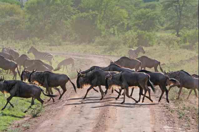 Great Migration Tanzania, Serengeti