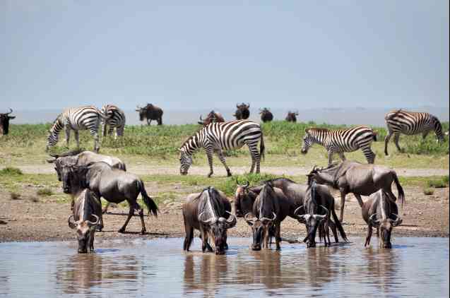 Africa Great Migration