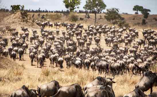 The Great Wildebeest Migration in Africa - 2026 Safari Guide