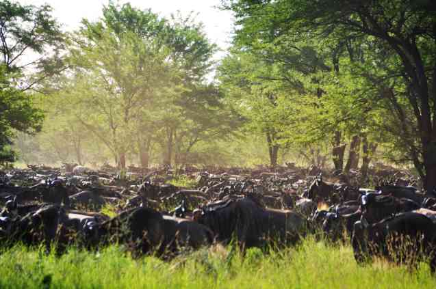 Tanzania Great Migration, Africa