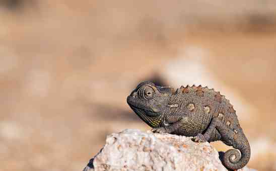 Namib Desert Facts for your Namibia Safari