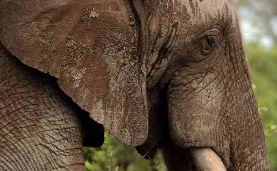 Types of Kruger Safari Tours: Choosing Your Kruger Safari