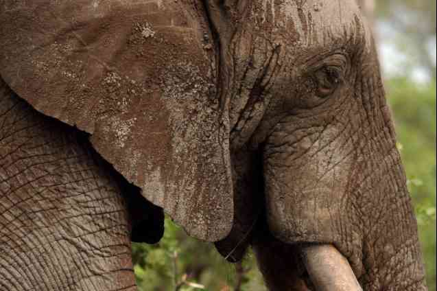  Kruger safaris, elephant