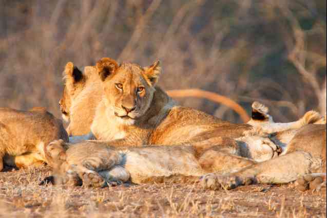 Kruger safari lions, South Africa