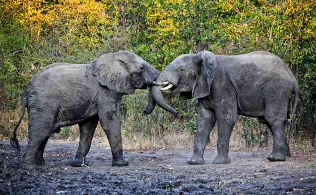 Elephants in Liwonde National Park, Malawi Safari