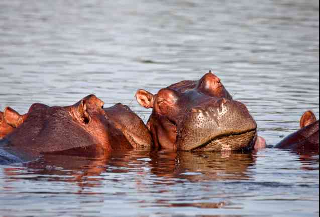 Malawi Safaris wildlife, hippo