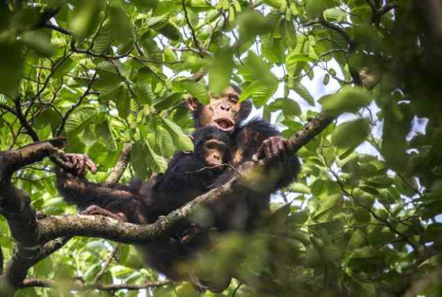 Chinko success story, African Parks