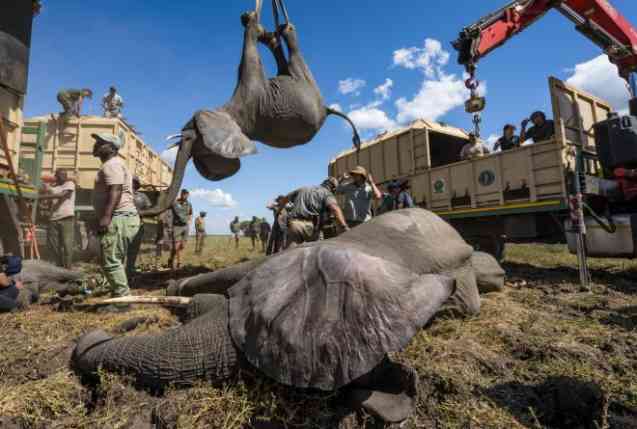 Elephant translocation 2022 Malawi