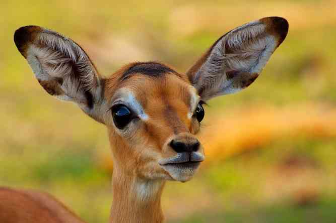 Liwonde National Park