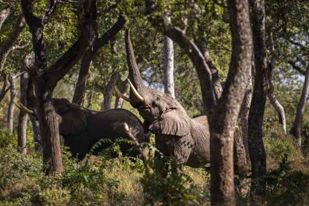 Majete National Park - Malawi