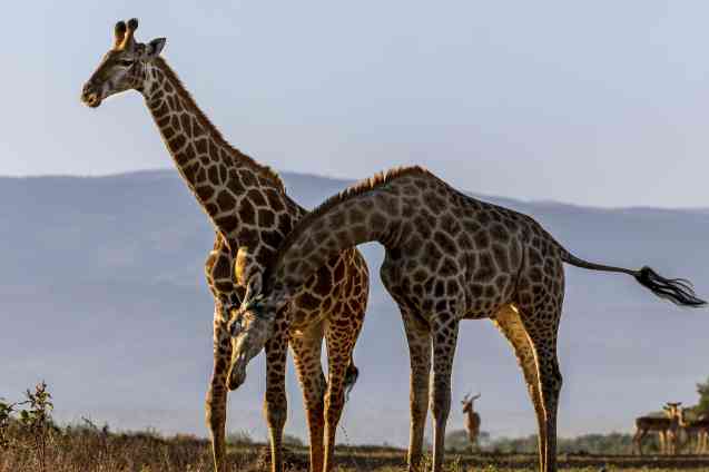 Majete National Park - Malawi