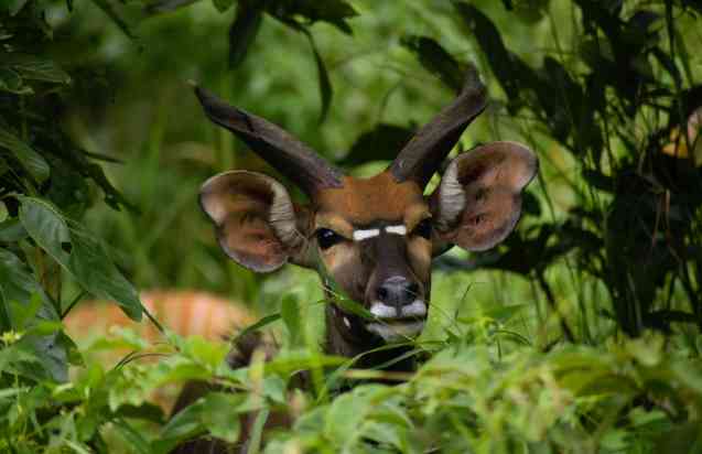 Majete, Africa Parks in Malawi