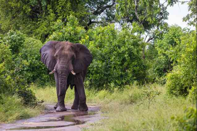 Majete National Park - Malawi