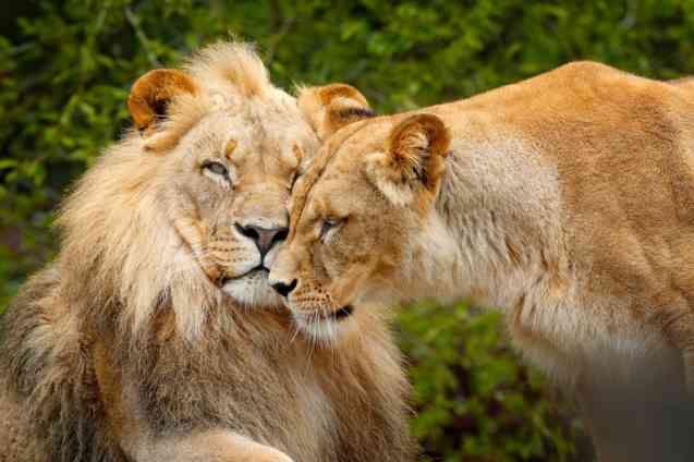 Chobe safari, lions