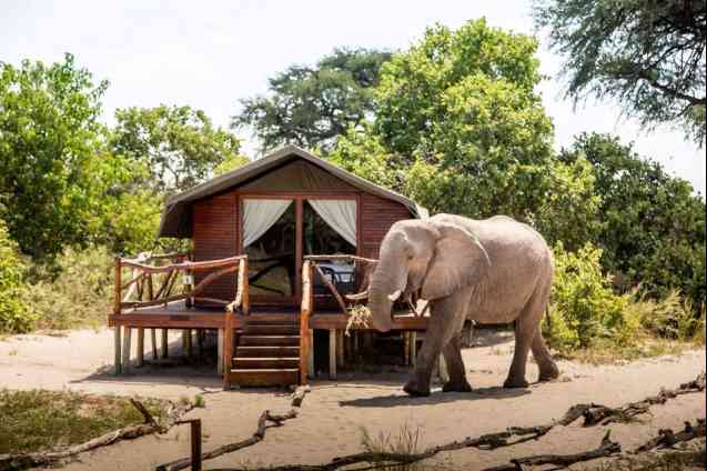 Elephant at Chobe lodge, Botswana