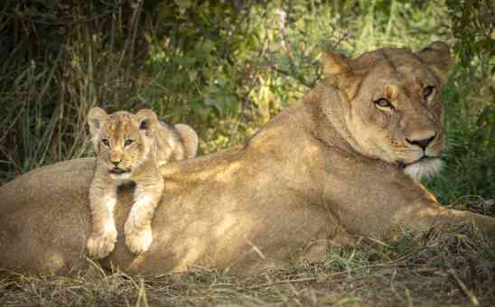 All You Need to Know for an Epic Chobe Safari Experience