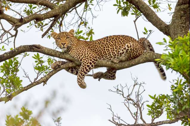 Masai Mara leopard
