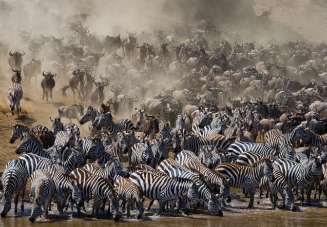 Masai mara river crossing