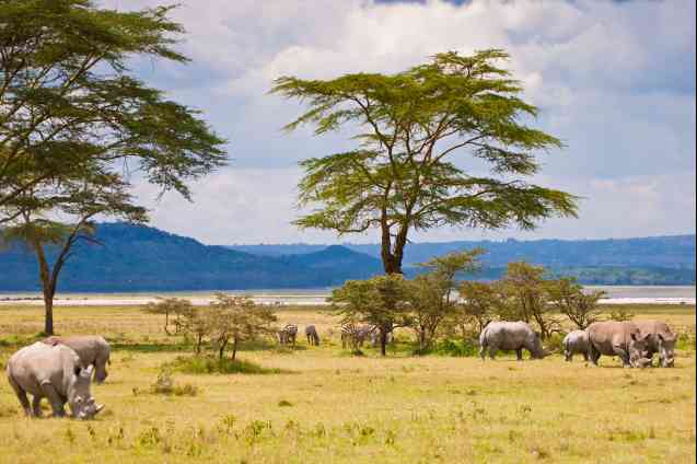 White rhino Lake Baringo Kenya safari